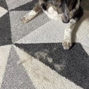 Clump of shed pet fur lifted off a dog's coat with the pet hair removal glove